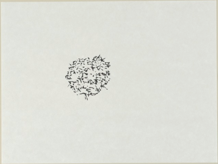 Radiolarias | Tinta japonesa sobre papel | 30 x 40 cm | 2012