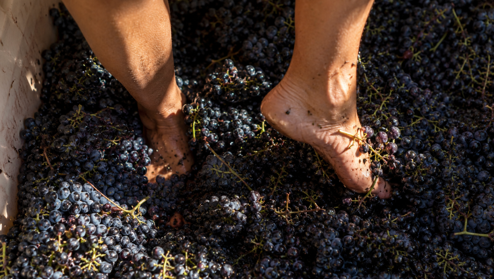Bare feet treading dark grapes in a harvest tub, with sunlight falling across the fruit.
