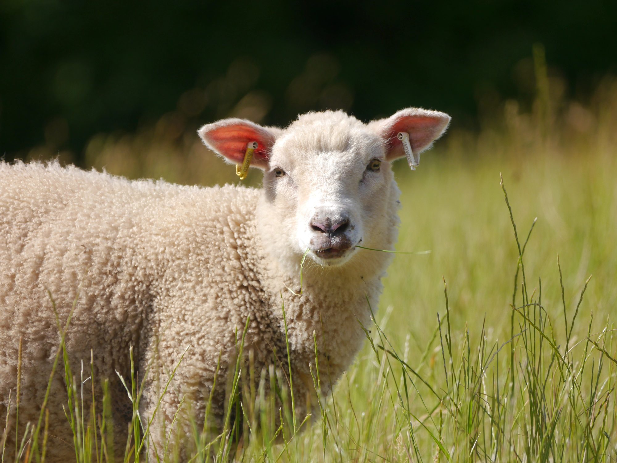 A white sheep standing in long grass with a blade of grass in its mouth.