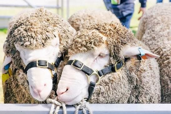 Two sheep standing together