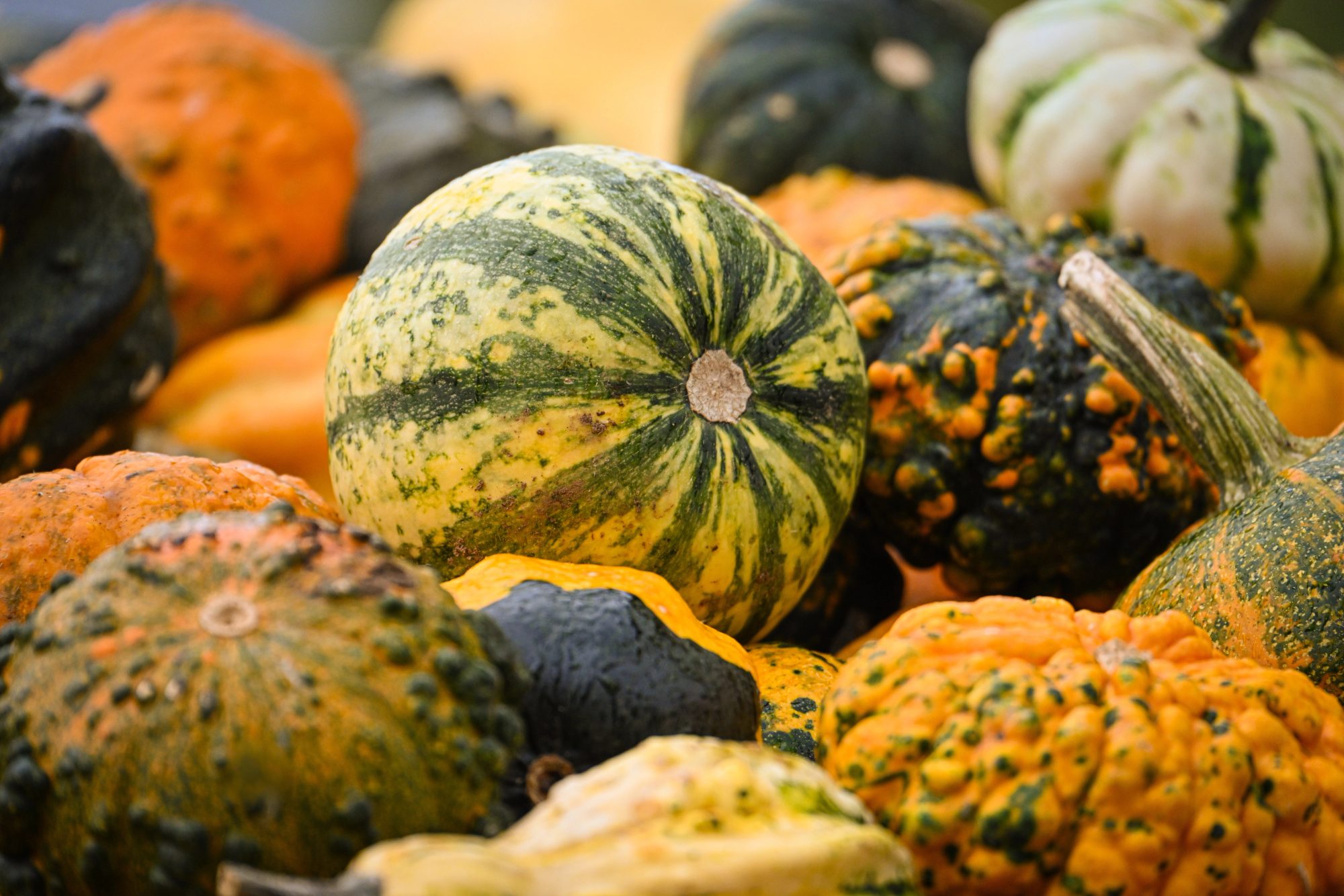 A collection of different shaped and sized pumpkins