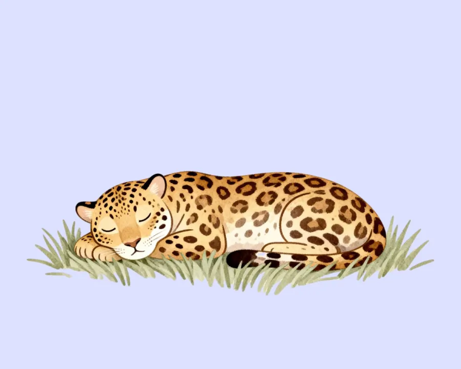 Sleepy Jaguar