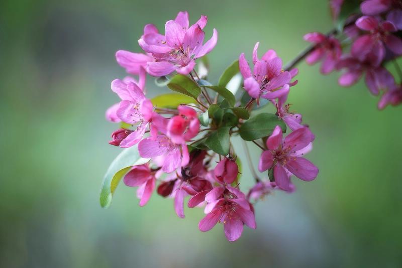 Pink Crab Apple Flowers Against a Green Background