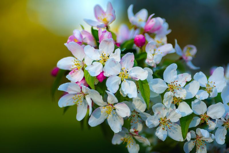 White flowers with green and yellow background and some sky showing through