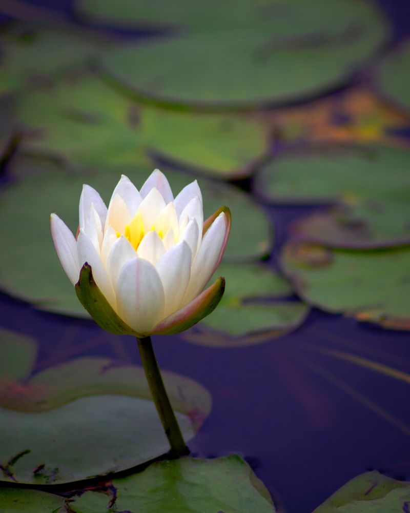 A single water lily standing in a pond with leaves in the background