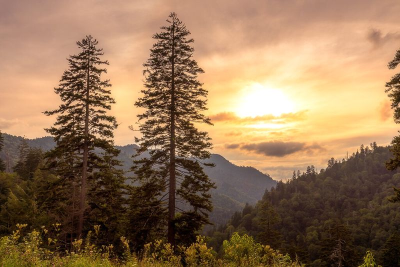 Golden Smokey Moutain sunset with two trees in the foreground