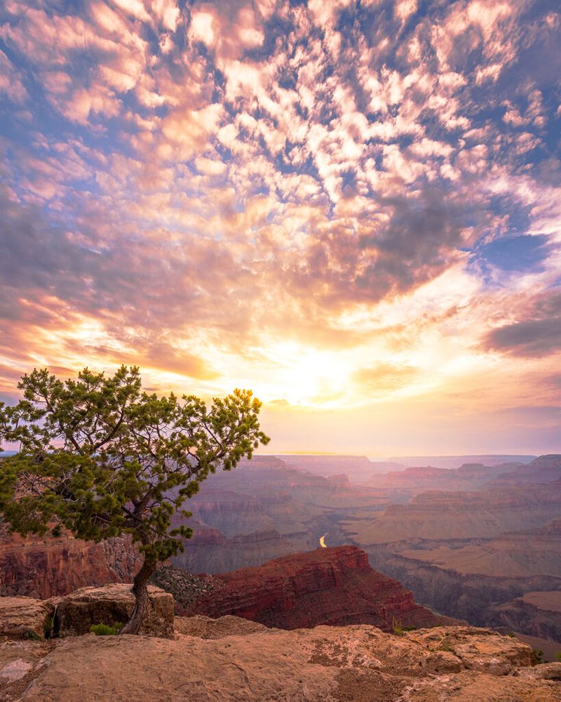 Sunset at the Grand Canyon National Park with cotton ball clouds against the blue sky and a tree in the foreground