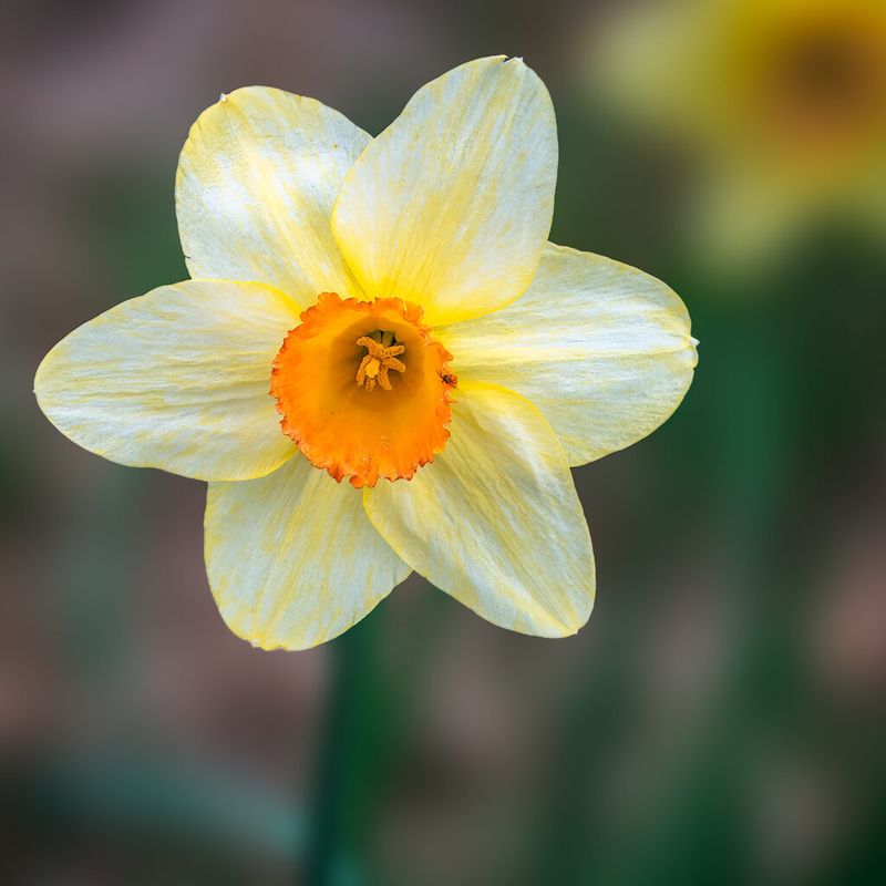 Yellow daffodil flower with another flower showing in the blurred background
