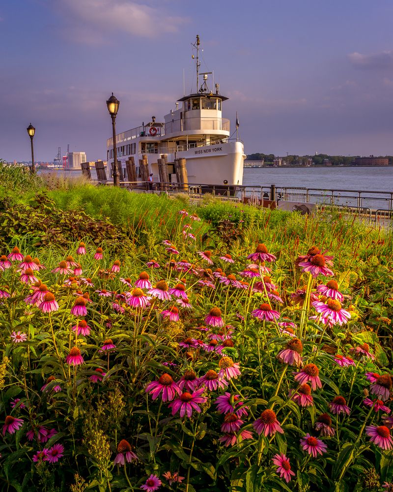 Echinacea flowers in the forground with a boat called Miss New York at Manhattan Downtown