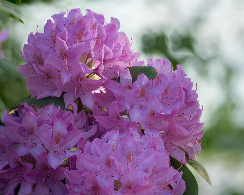 Rhododendrons against the sky
