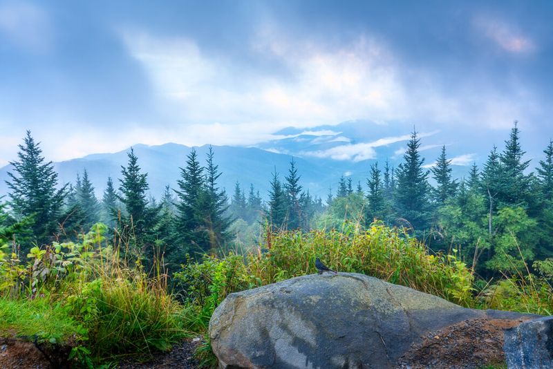 Cloudy blue sunrise at the Smokey Mountains National Park with a bird sitting on a rock