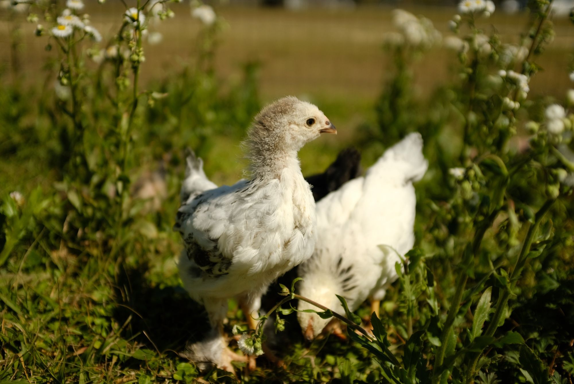Young hens wandering through daisies on the homestead