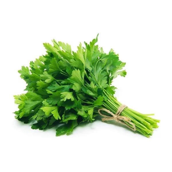 Fresh Whole Green Cilantro Bunch