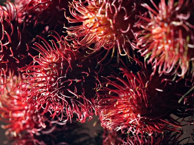 Rambutan