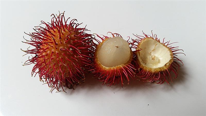 [object Object] field