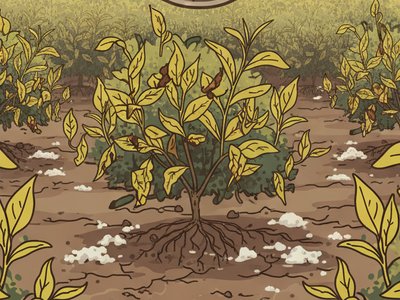 Tip 2- Urea in Tea Farming: The Nitrogen Yield Secret