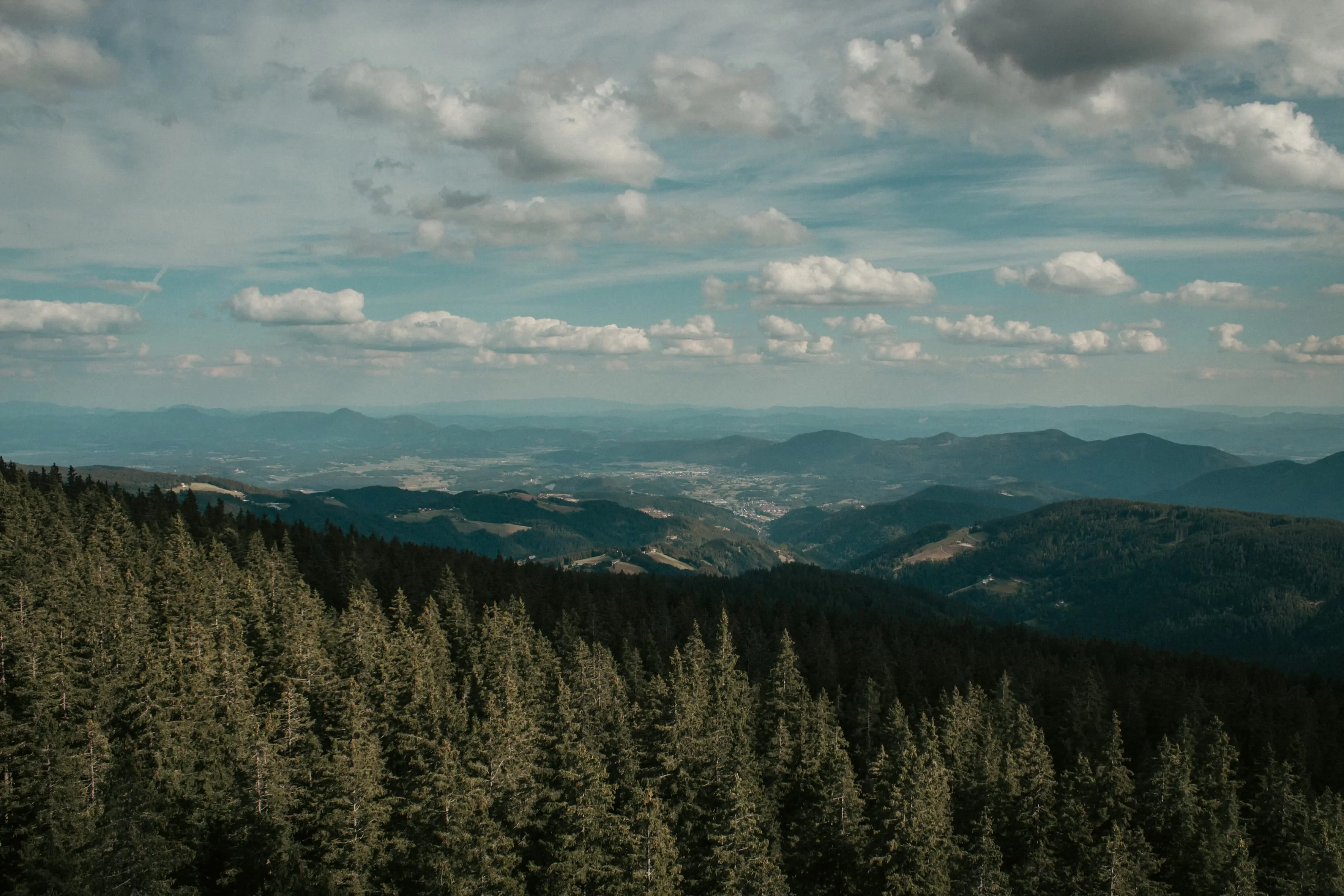 Forest and sky