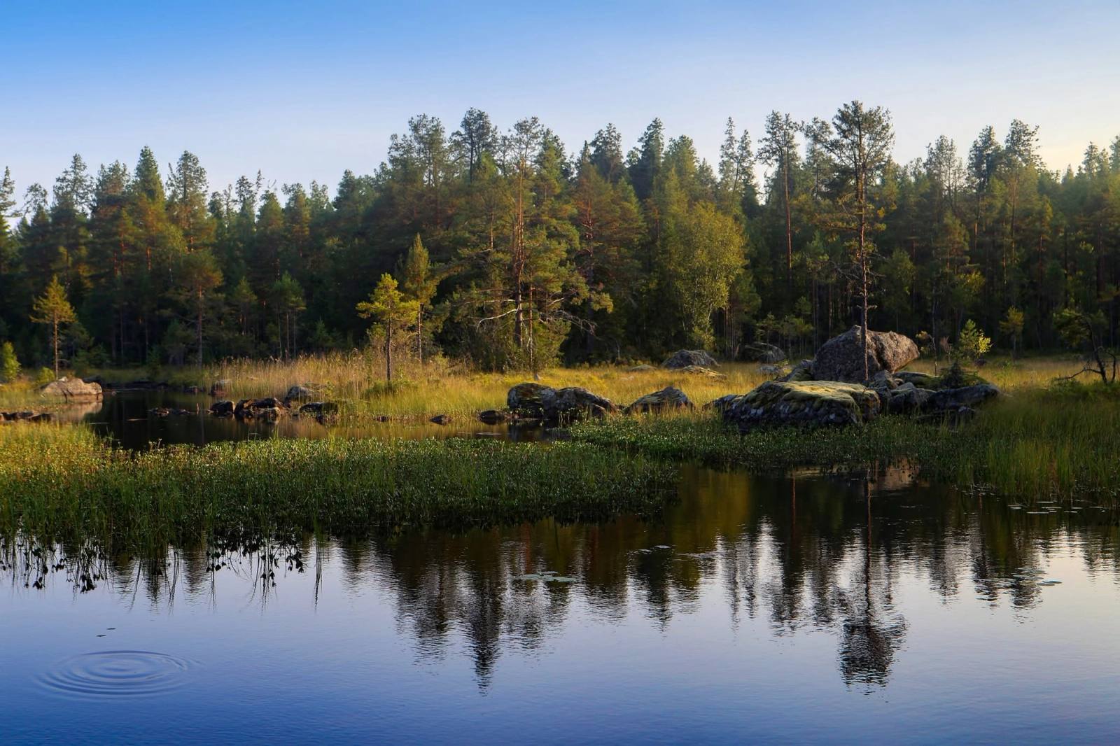 Tallskog speglas i en stilla skogssjö i kvällsljus.