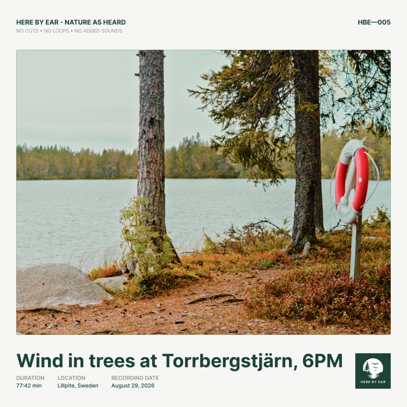 Wind in trees at Torrbergstjärn, 6 PM - HBE-005 Album Cover