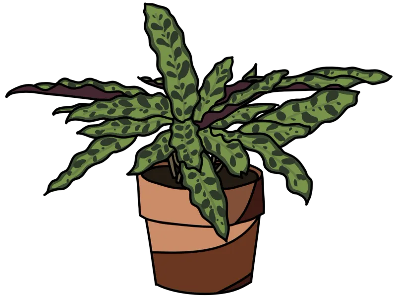 picture of a Rattlesnake Calathea