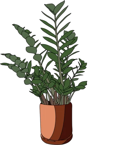 picture of a ZZ Plant