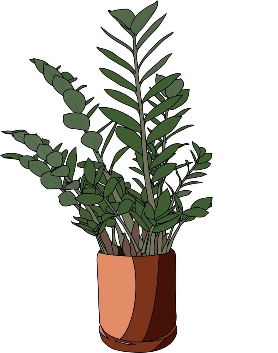 image of a ZZ Plant