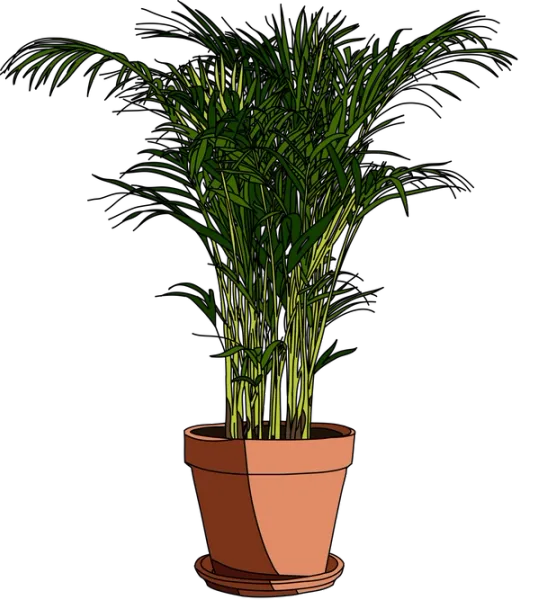 picture of a Parlor Palm
