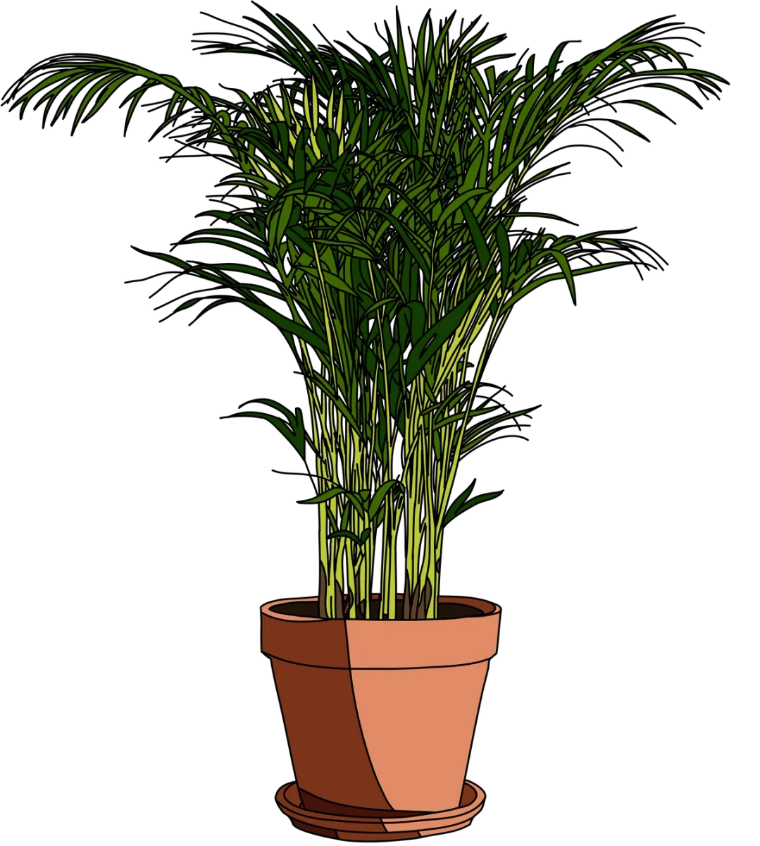 image of a Parlor Palm