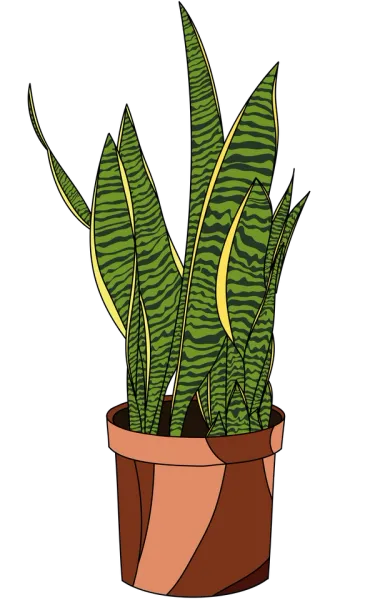 picture of a Sansevieria