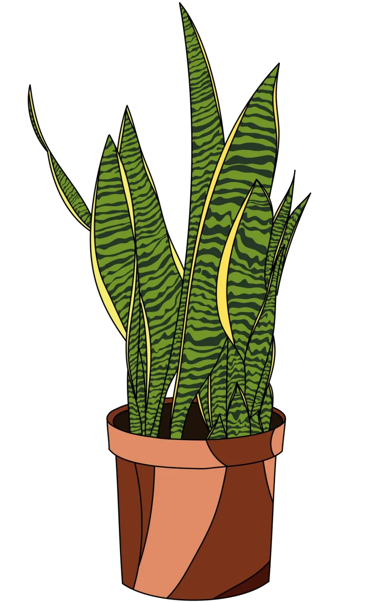 image of a Sansevieria