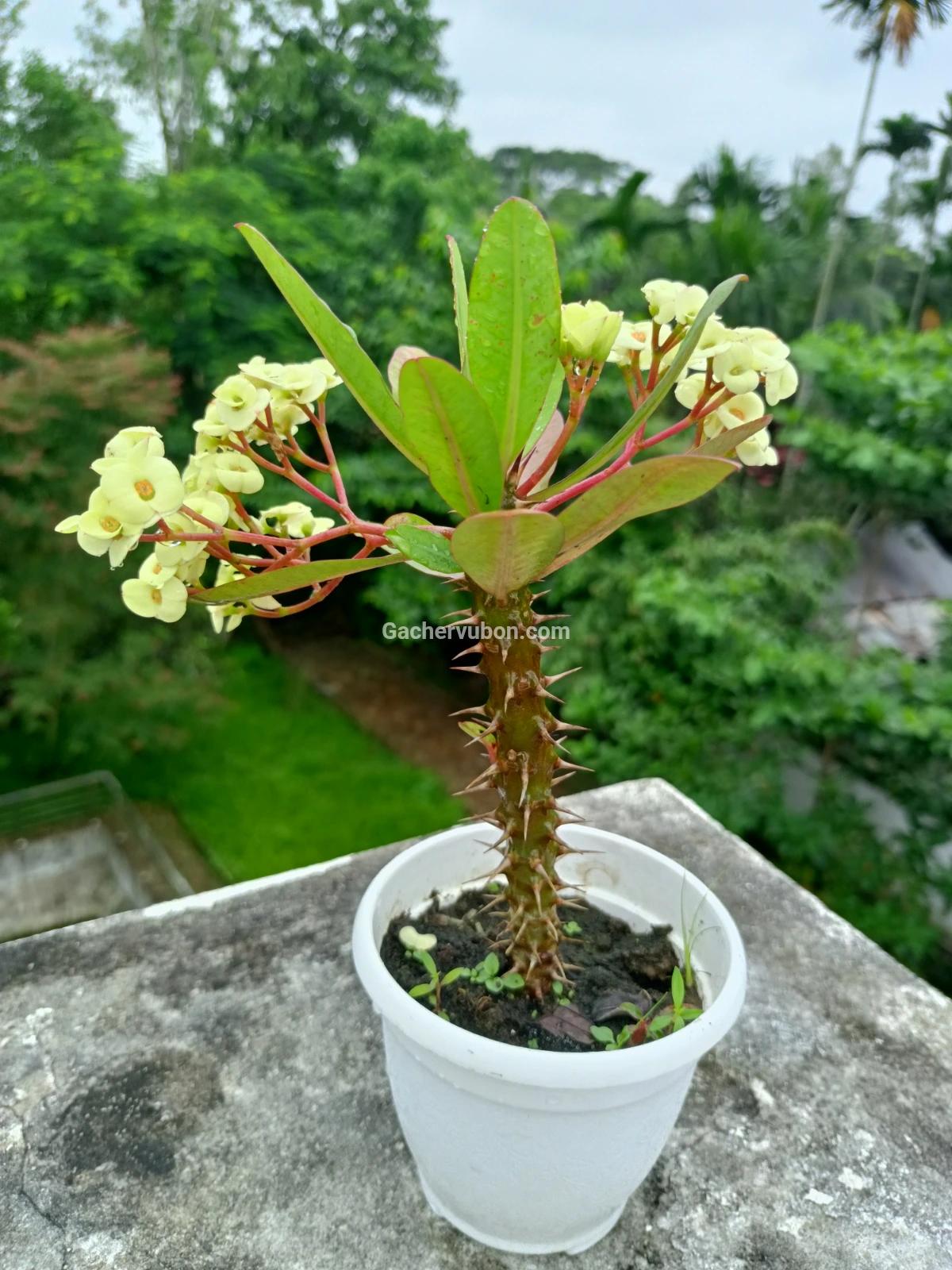 katamukut(Vichitra /Rainbow)