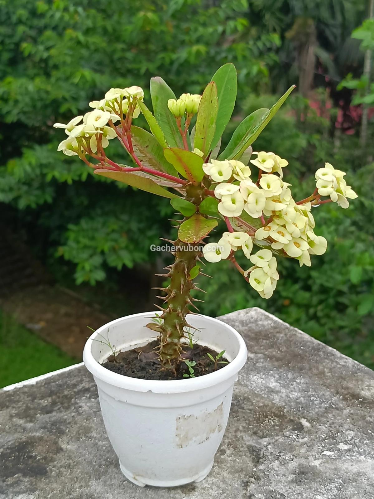 katamukut(Vichitra /Rainbow)