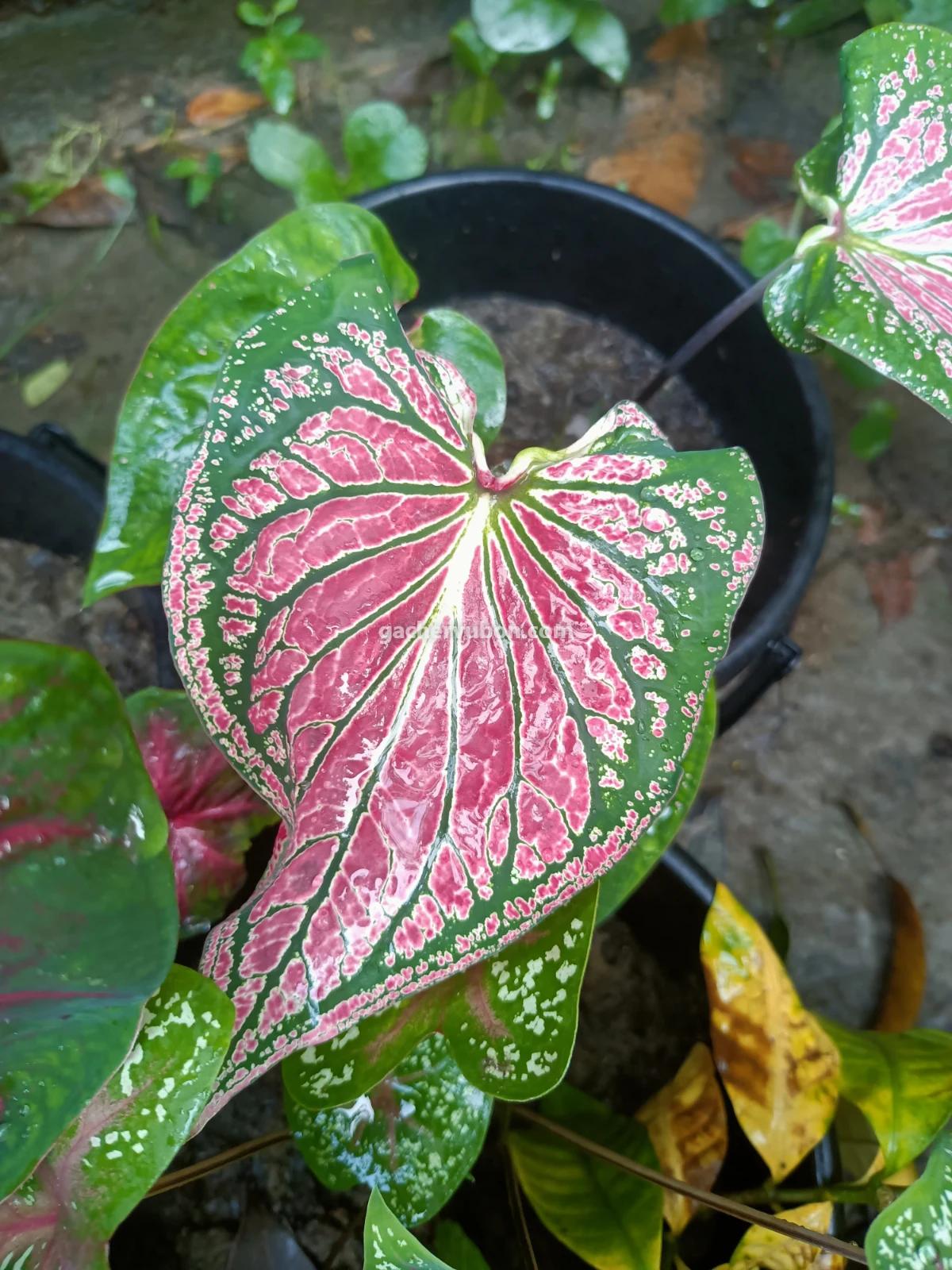 Caladium, Angel Wings