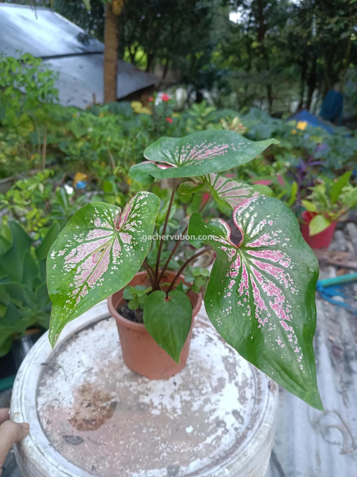 Caladium, Angel Wings