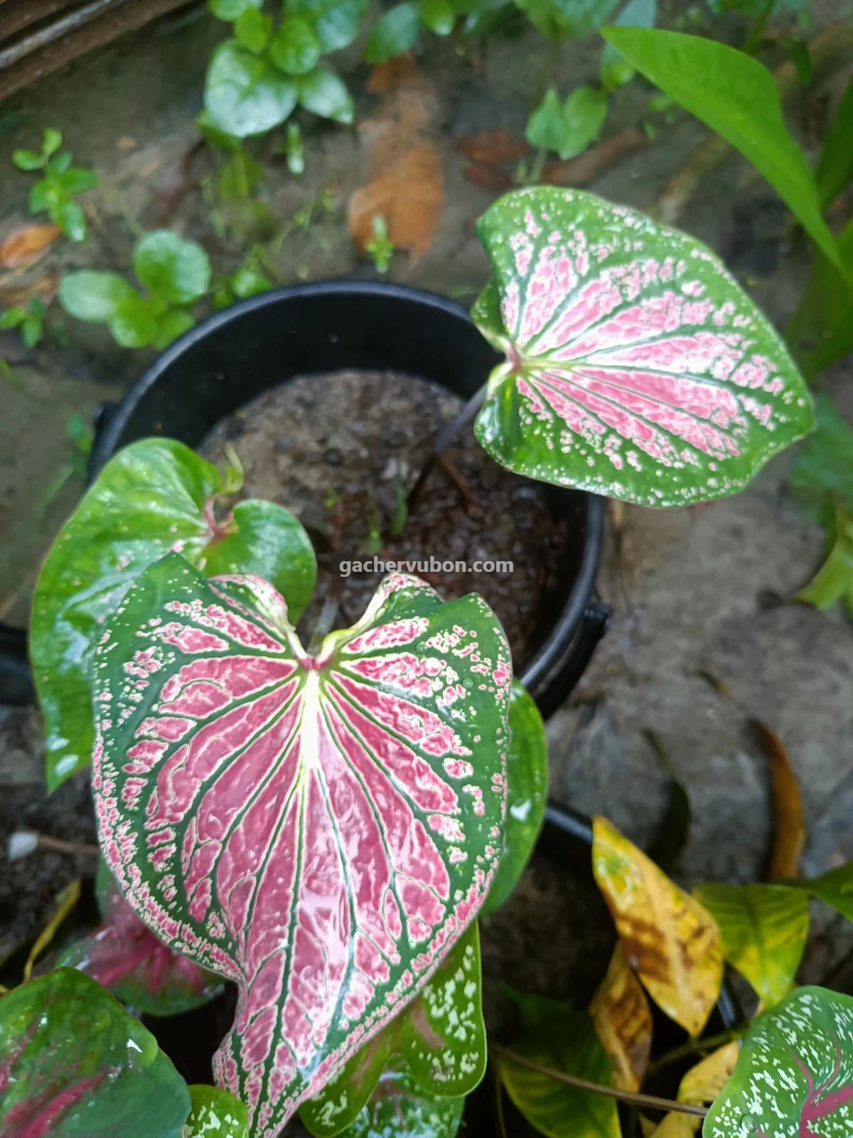 Caladium, Angel Wings