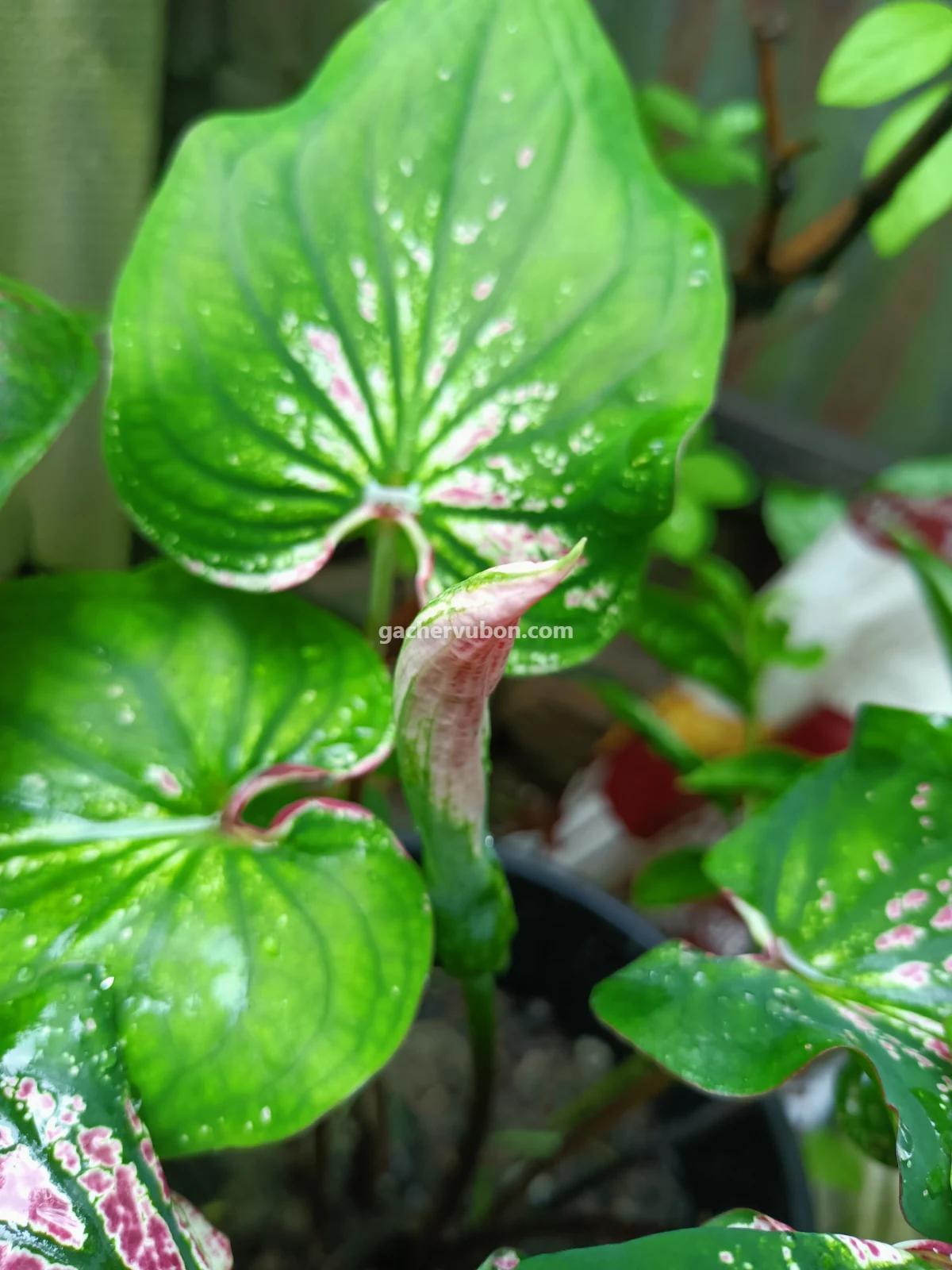 Caladium, Angel Wings