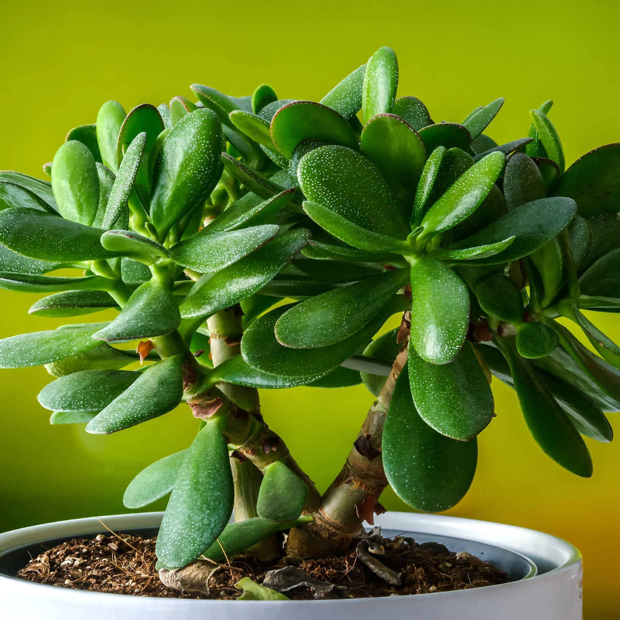 jade plant