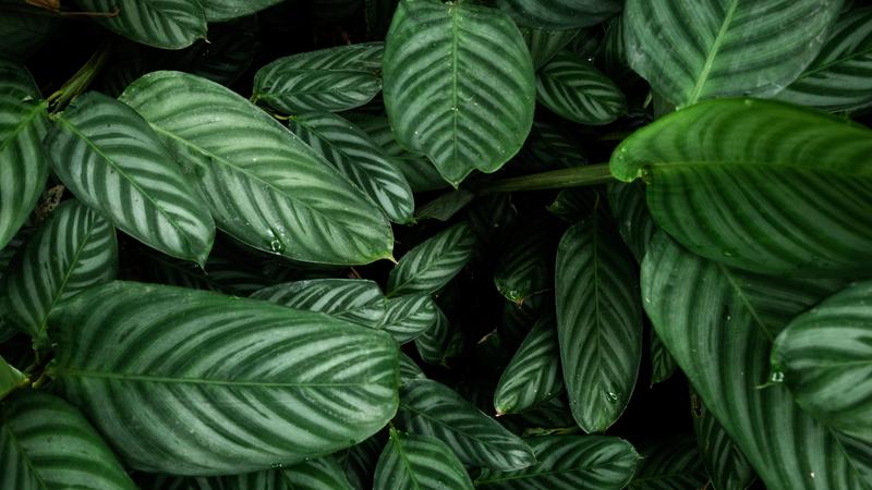 See our craft in action