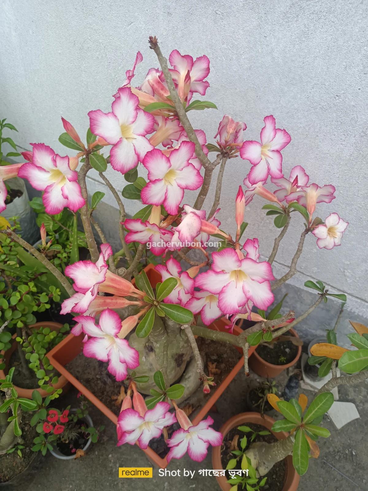 Adenium obesum (desert rose)