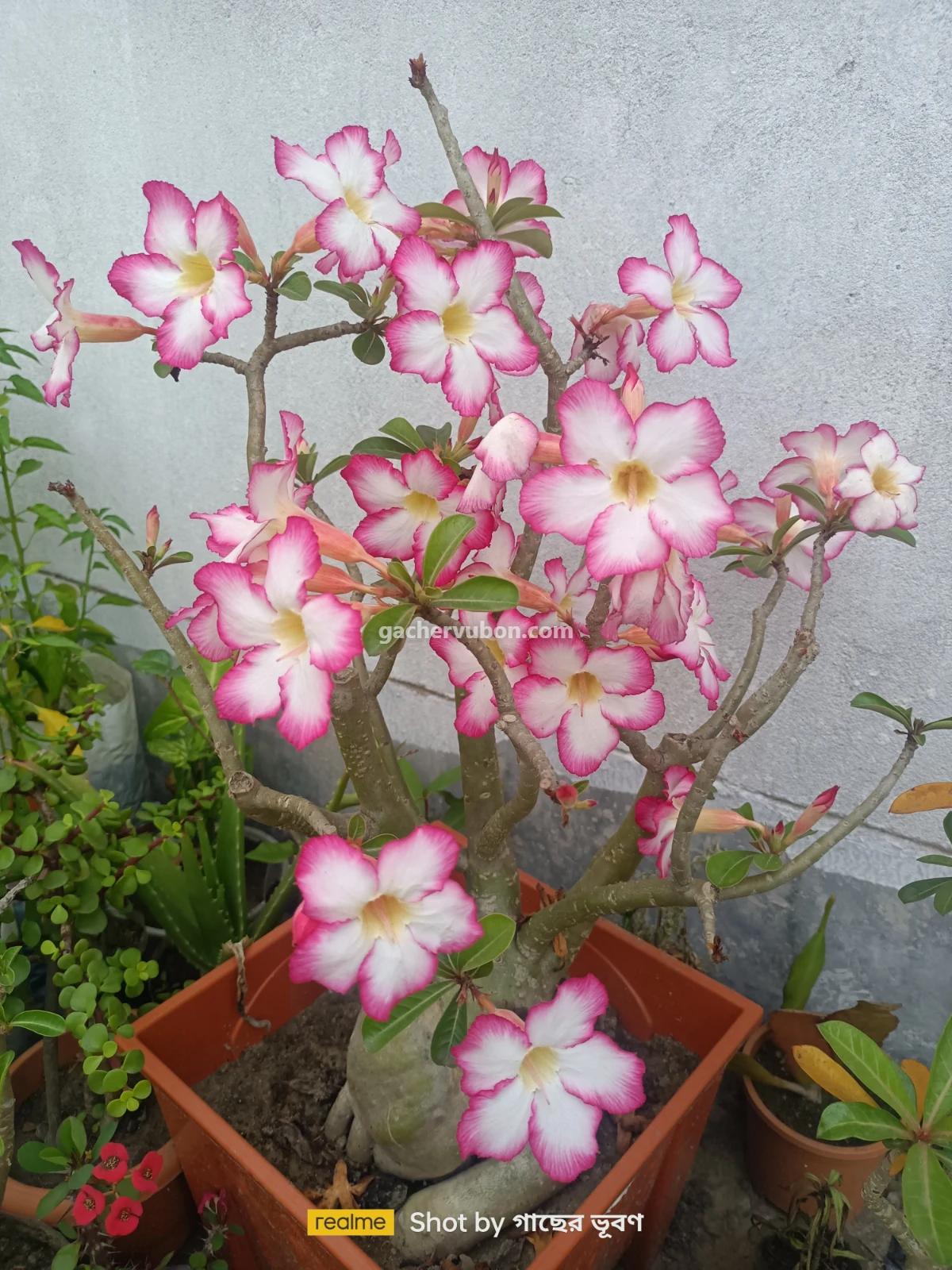 Adenium obesum (desert rose)