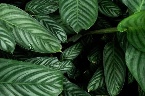 Corporate Office Garden