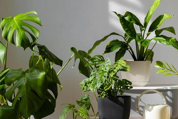 Rajbari Estate Grounds