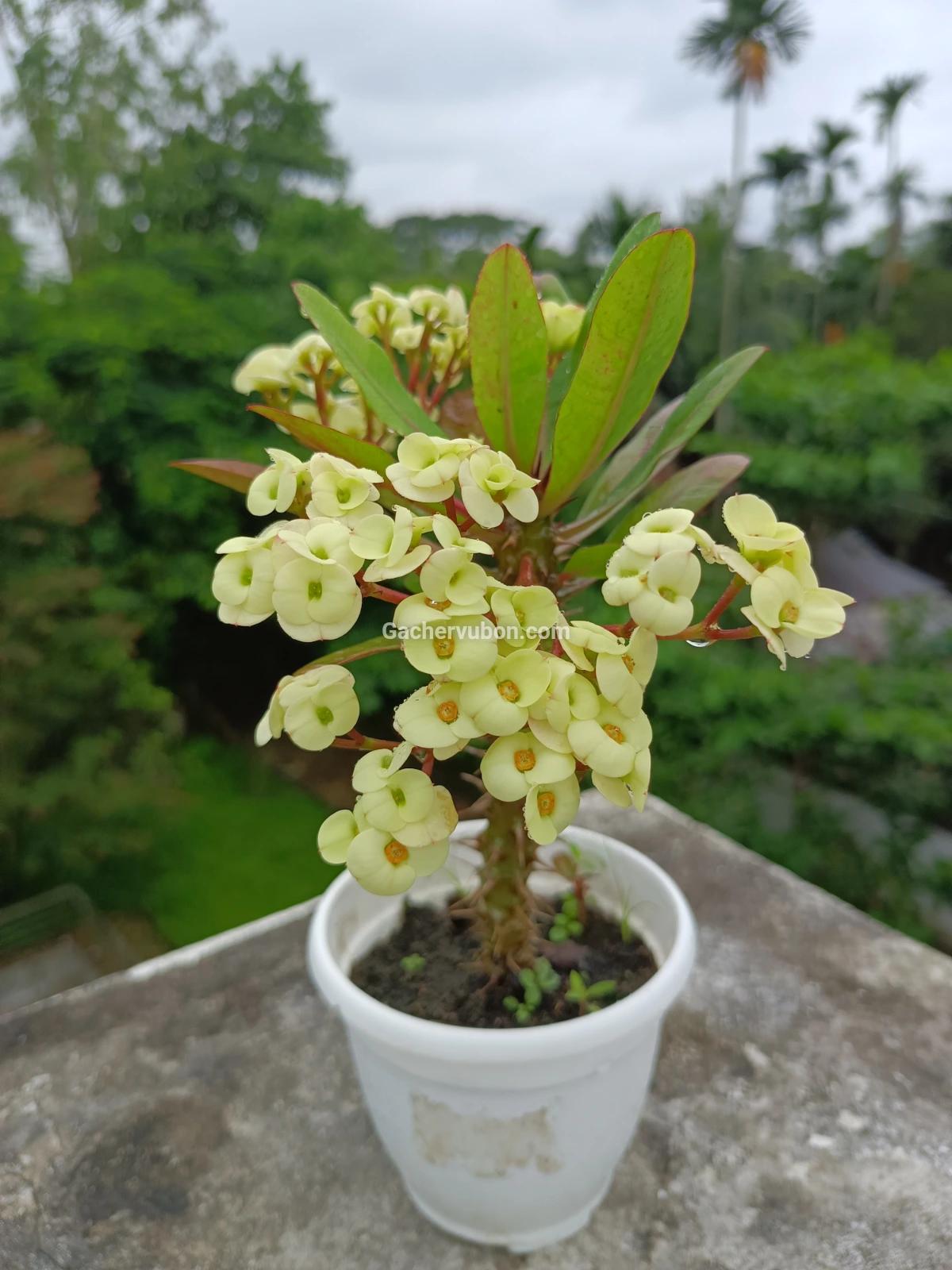 katamukut(Vichitra /Rainbow)