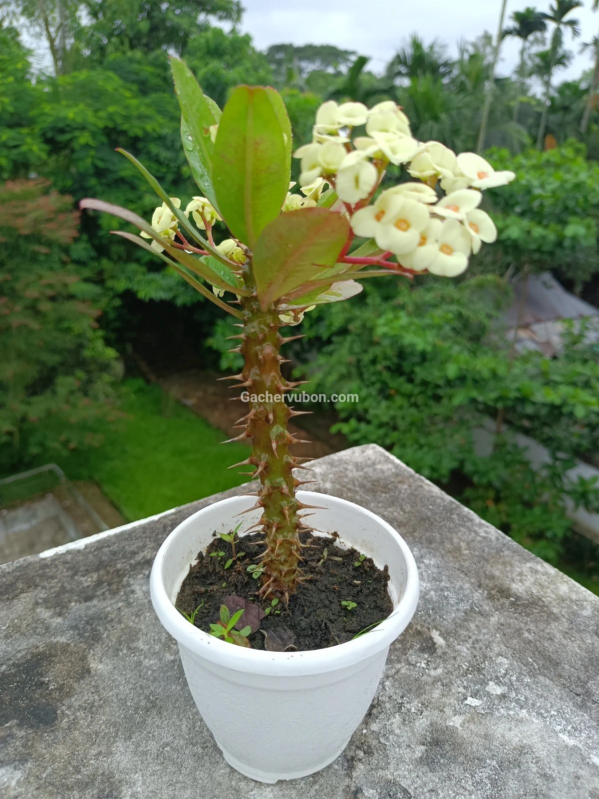 katamukut(Vichitra /Rainbow)