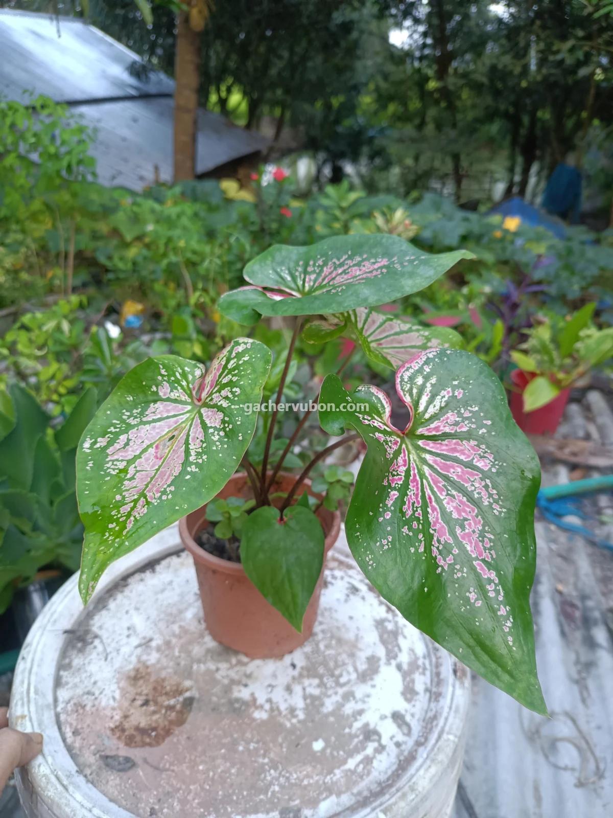 Caladium, Angel Wings