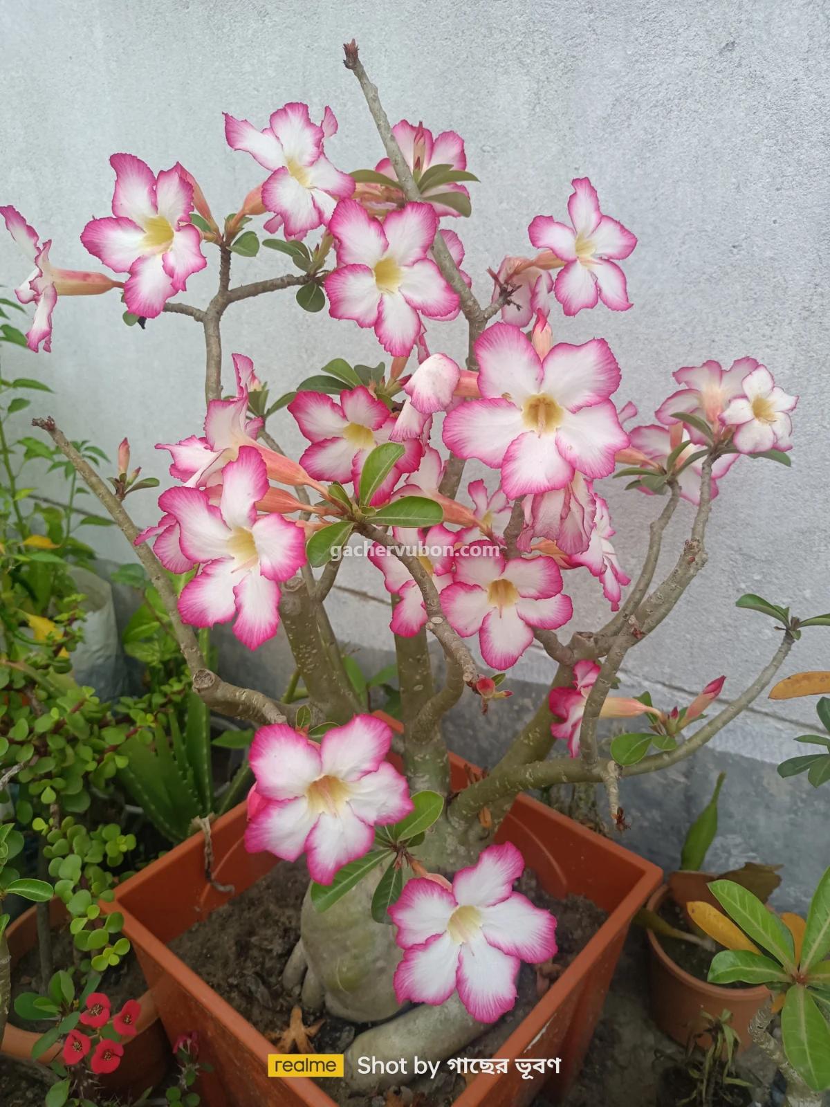 Adenium obesum (desert rose)