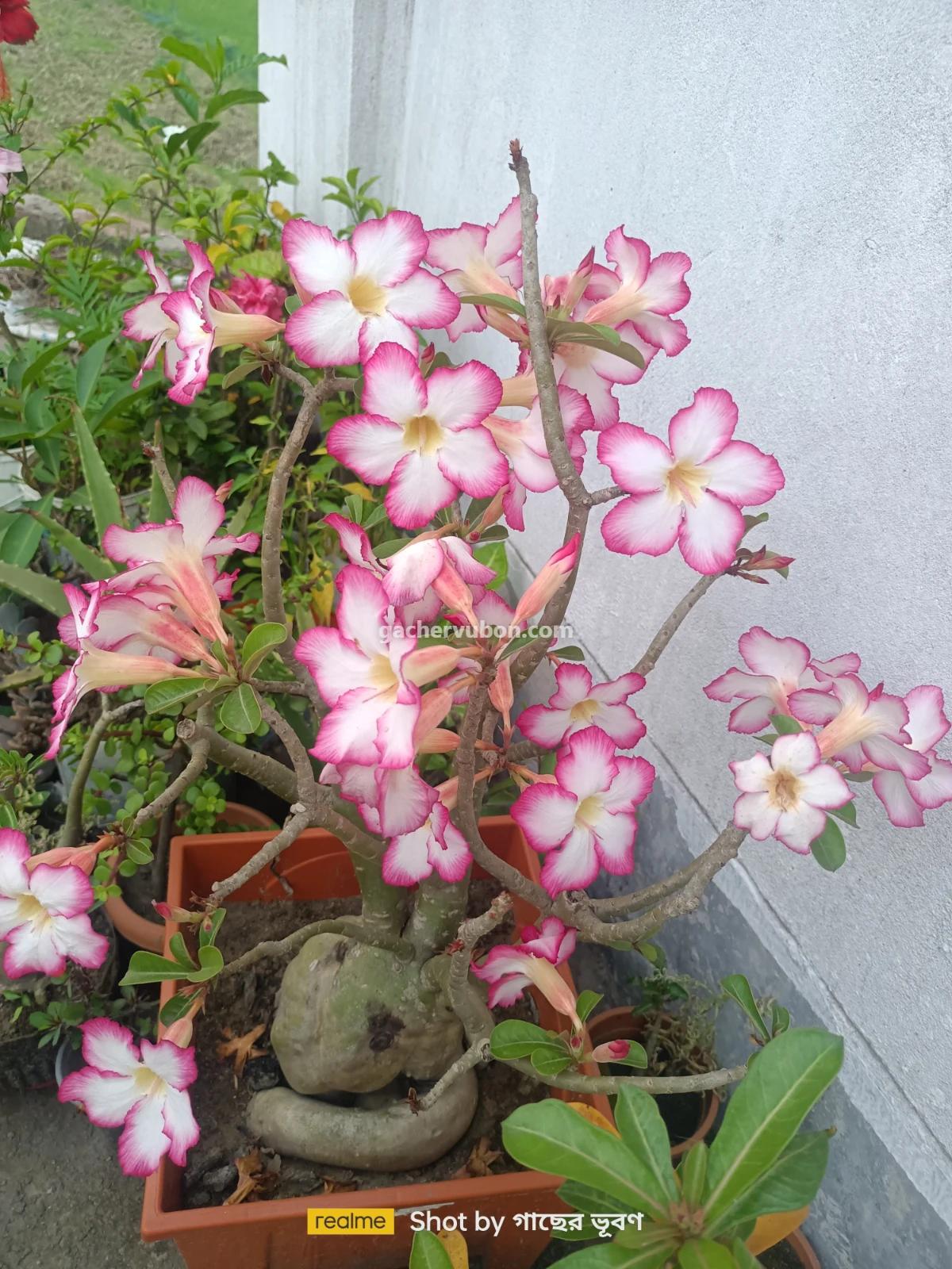Adenium obesum (desert rose)