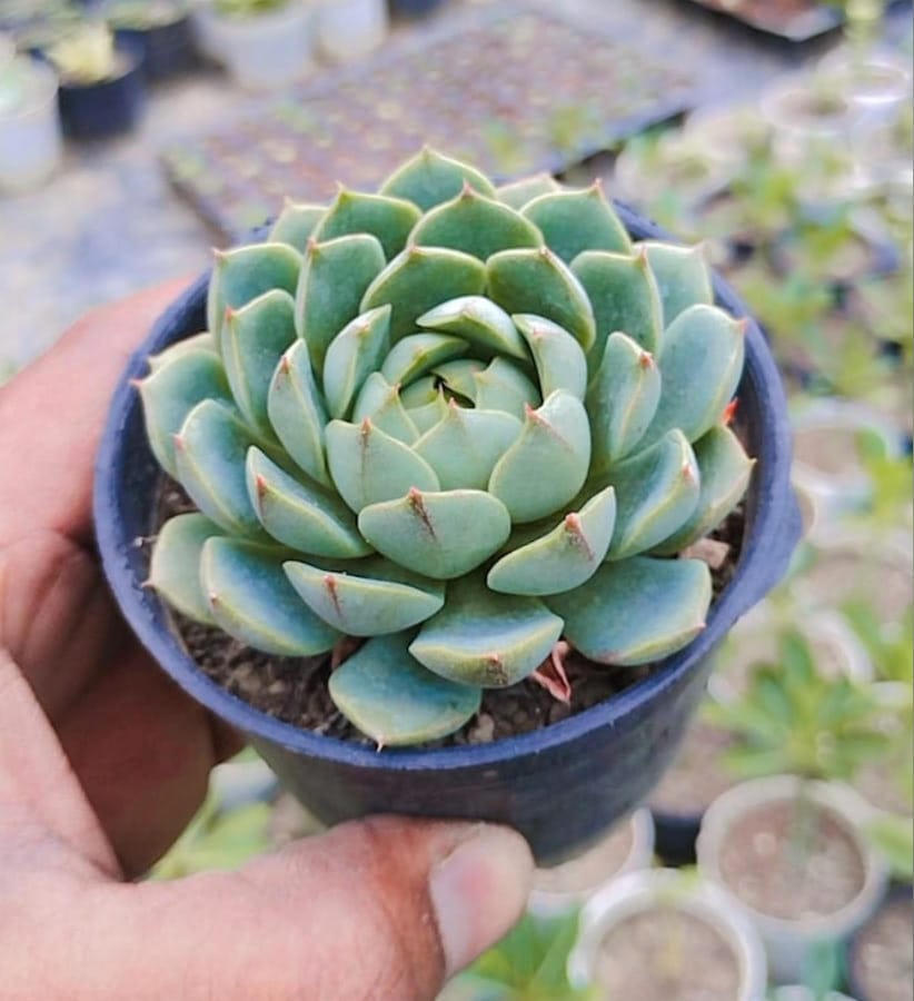 succulent