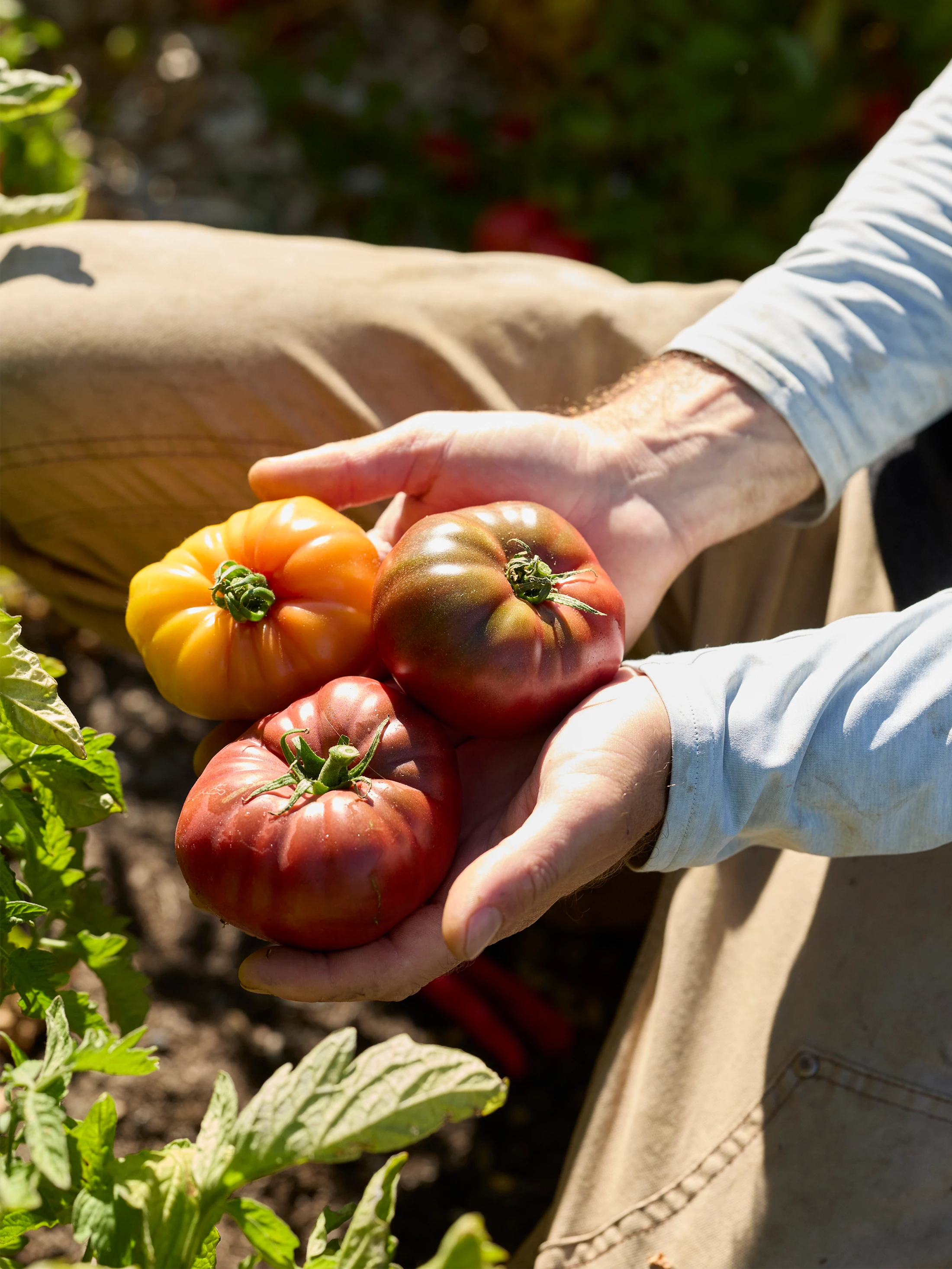 Close up of several heirloom tomatoes held in two hands.
