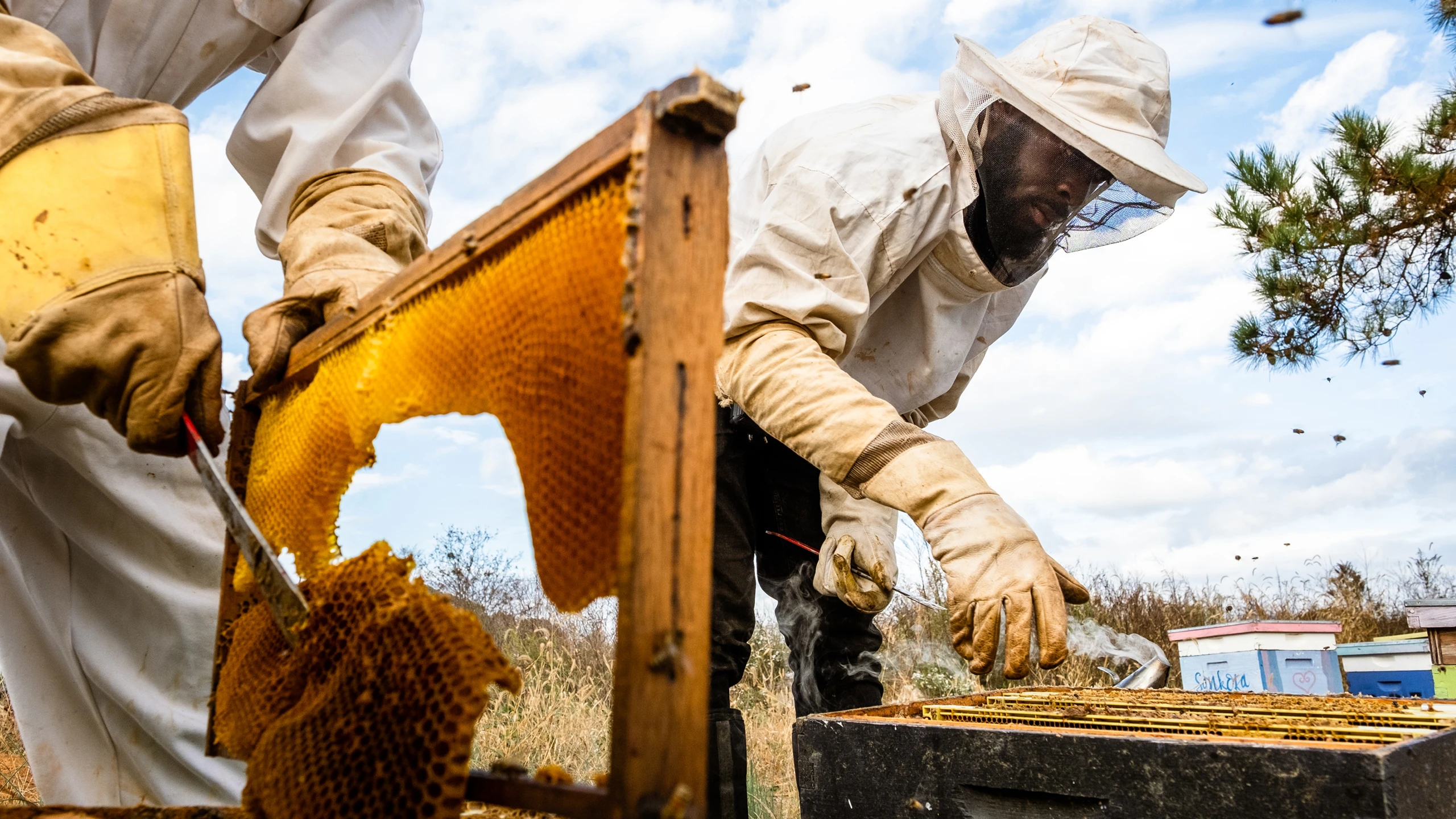 Efland North Carolina Sankofa Farms founder Kamal Bell tending to bees on the property, Kazam! Magazine.